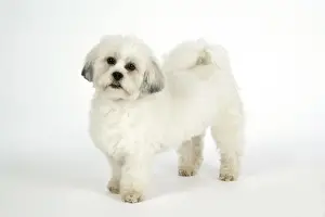 Utlity Breeds Prints: DOG - Lhasa Apso, in puppy cut, standing