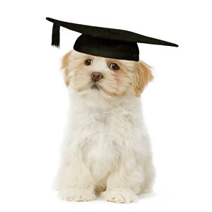 Images Dated 27th January 2009: Dog - Lhasa Apso puppy in mortar board Digital Manipulation: mortar board (ardea)