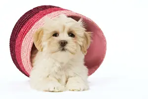 Lhasa Apsos Prints: Dog - Lhasa Apso - puppy in pink raffia basket