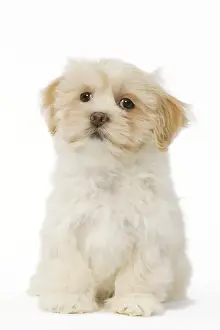 Dog - Lhasa Apso puppy in studio
