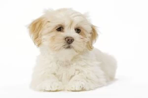 Images Dated 27th January 2009: Dog - Lhasa Apso puppy in studio