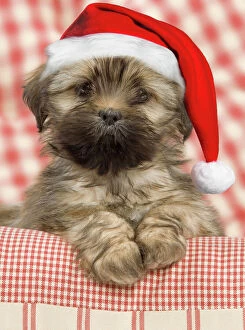 Images Dated 8th November 2011: Dog - Lhasa Apso - puppy wearing Christmas hat Digital Manipulation: Hat (Su) - blurred background