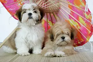 DOG - Lhasa Apso (right) & Shih Tzu puppies lying under a parasol