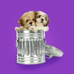 Dustbins Collection: DOG - Lhasa Apso & Shih Tzu puppies in a dustbin. Background colour changed