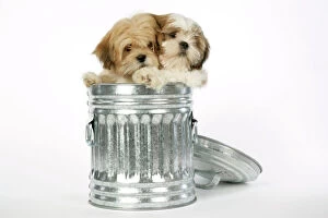 Dustbin Collection: DOG - Lhasa Apso & Shih Tzu puppies in a dustbin