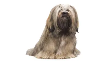 Lhasa Apso Prints: Dog - Lhasa Apso in studio