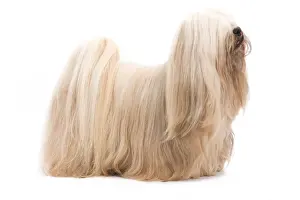 Dog - Lhasa Apso in studio