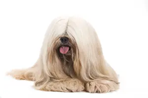 Dog - Lhasa Apso in studio