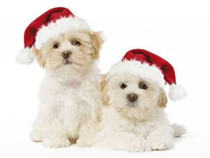 Images Dated 27th January 2009: Dog - Lhassa Apso puppies with Christmas hats Digital Manipulation: Hat Su