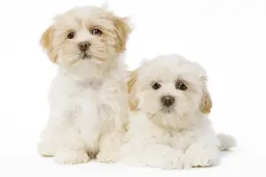 Lhasa Apso Prints: Dog - Lhassa Apso puppies in studio
