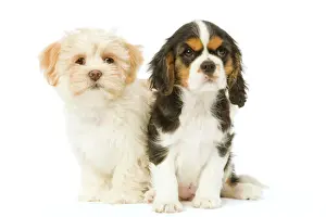 Lhasa Apso Prints: Dog - Lhassa Apso puppy with Cavalier King Charles puppy in studio