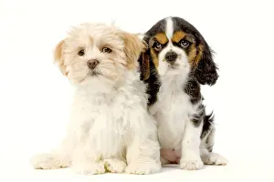 Dog - Lhassa Apso puppy with Cavalier King Charles puppy in studio