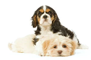Loving Animals Collection: Dog - Lhassa Apso puppy iwth Cavalier King Charles puppy in studio