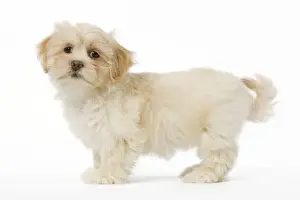 Lhasa Apso Prints: Dog - Lhassa Apso puppy in studio