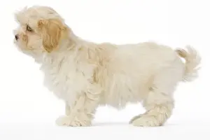 Lhasa Apso Prints: Dog - Lhassa Apso puppy in studio