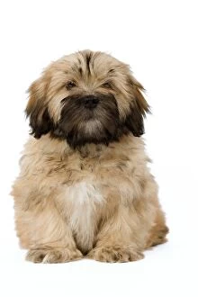 Images Dated 27th January 2009: Dog - Lhassa Apso puppy in studio
