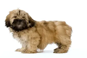 Dog - Lhassa Apso puppy in studio