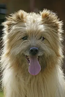 Dog - Little Pyrannean Sheepdog