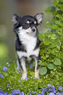 Dog - Long haired Chihuahua