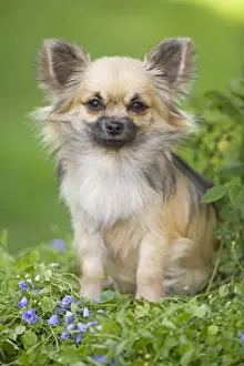 Dog - Long haired Chihuahua