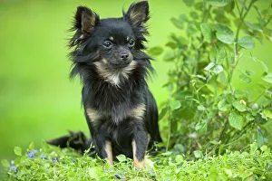 Images Dated 9th September 2007: Dog - Long haired Chihuahua