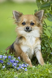 Images Dated 9th September 2007: Dog - Long haired Chihuahua