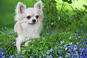 Chihuahuas Collection: Dog - Long-haired Chihuahua