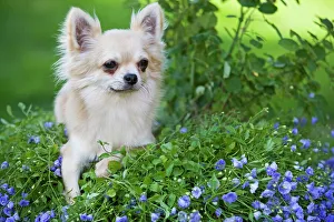 Images Dated 9th September 2007: Dog - Long-haired Chihuahua