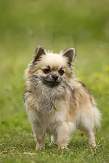 Dog - long-haired chihuahua