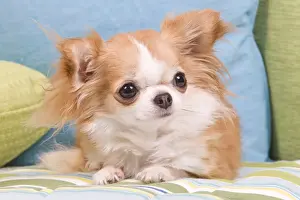 Dog - Long-haired Chihuahua