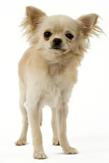 Dog - Long-Haired Chihuahua