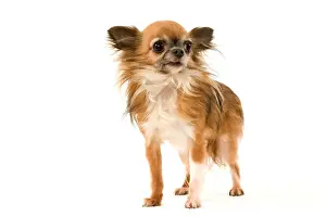 Dog - Long-Haired Chihuahua