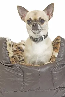 Beds Prints: Dog - long-haired chihuahua in dog bed in studio
