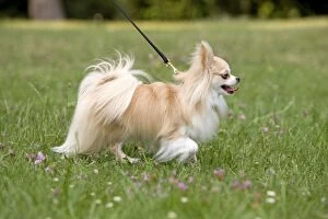Dog - long-haired chihuahua on lead outside being walked