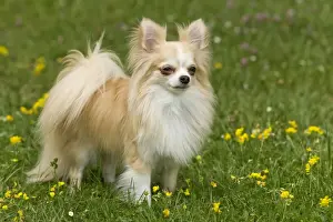 Dog - long-haired chihuahua outside