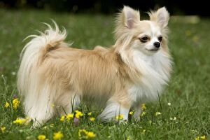 Images Dated 5th June 2010: Dog - long-haired chihuahua outside