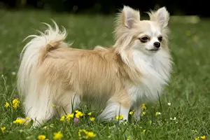 Dog - long-haired chihuahua outside