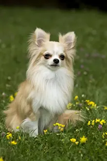 Dog - long-haired chihuahua outside