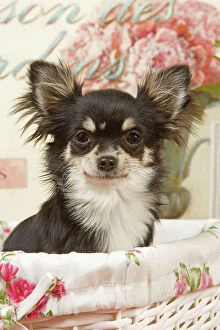 Puppies Collection: Dog - Long haired Chihuahua puppy