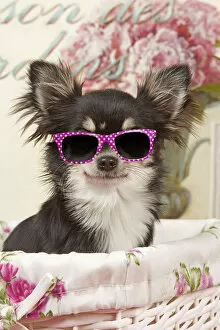 Dog - Long haired Chihuahua puppy wearing pink glasses Date: 05-06-2021