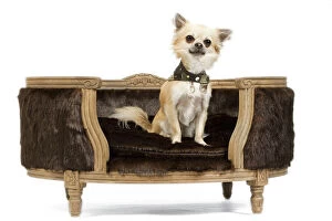 Chihuahuas Collection: Dog - Long-haired Chihuahua sitting on dog chair - in studio