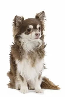 Images Dated 11th October 2009: Dog - Long-haired Chihuahua in studio