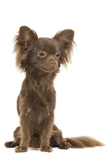 Dog - Long-haired Chihuahua in studio