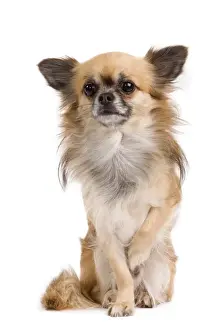 Dog - long-haired Chihuahua in studio