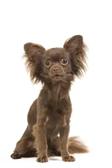 Dog - Long-haired Chihuahua in studio