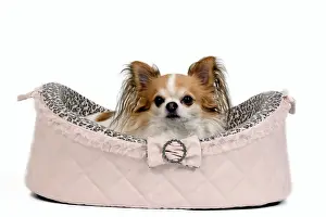 Beds Prints: Dog - long-haired chihuahua in studio in dog bed