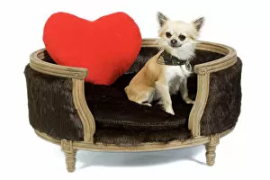 Collar Collection: Dog - long-haired chihuahua in studio in dog bed with red heart cushion