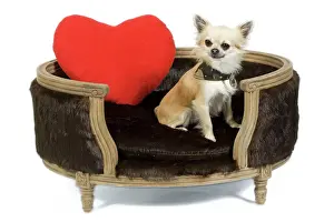 Beds Prints: Dog - long-haired chihuahua in studio in dog bed with red heart cushion