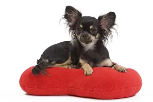 Dog - Long-haired Chihuahua in studio on red heart cushion