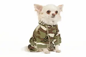Dog - long-haired chihuahua in studio wearing camouflage jacket / jumper